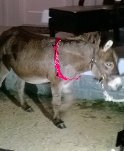 Even the Fantastic Fest donkey is sad that the festival is over.